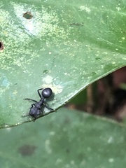 Cephalotes atratus