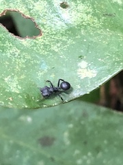 Cephalotes atratus