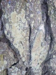 Lecanora helva