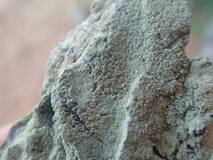 Lecanora helva