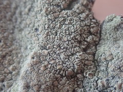 Lecanora helva