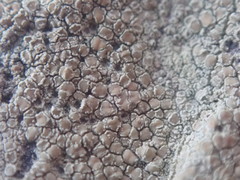 Lecanora helva