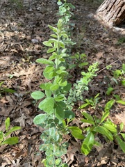 Sericocarpus tortifolius