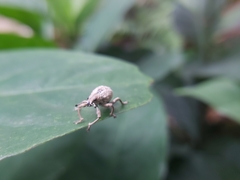 Dermatoxenus caesicollis