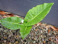Alocasia brisbanensis