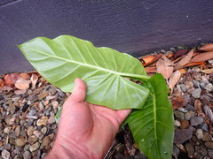 Alocasia brisbanensis