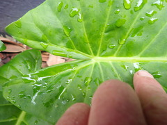 Alocasia brisbanensis