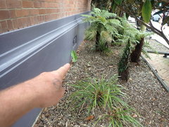 Alocasia brisbanensis