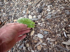 Alocasia brisbanensis
