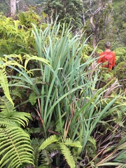 Machaerina mariscoides