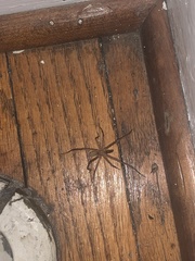 Kukulcania hibernalis