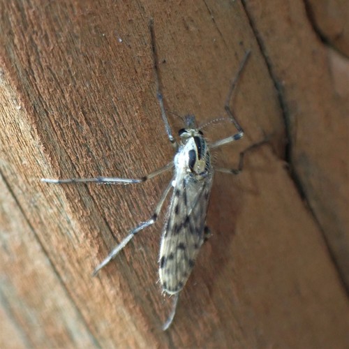 Chaoborus trivittatus photo 2