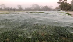 Ostearius melanopygius