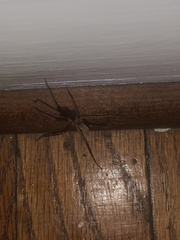 Kukulcania hibernalis