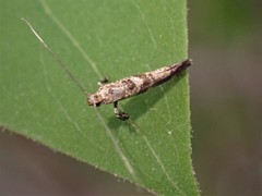 Gracillaria syringella