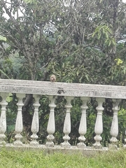 Argya affinis taprobanus