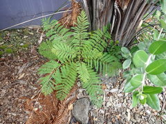 Jacaranda mimosifolia