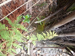 Jacaranda mimosifolia
