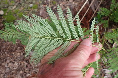 Jacaranda mimosifolia