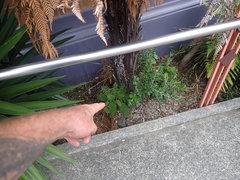 Jacaranda mimosifolia