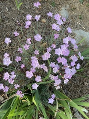 Dianthus plumarius