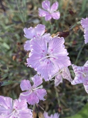 Dianthus plumarius