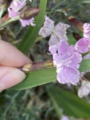 Dianthus plumarius