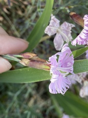 Dianthus plumarius