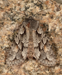 Lithophane thaxteri