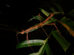 Ceroys perfoliatus