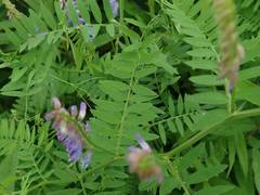 Vicia cracca