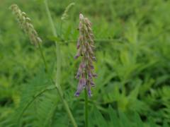 Vicia cracca