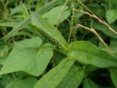 Lysimachia fortunei