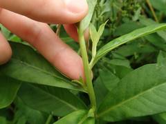 Lysimachia fortunei