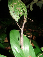 Ceroys perfoliatus