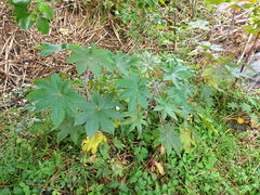 Ricinus communis