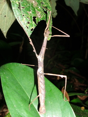 Ceroys perfoliatus