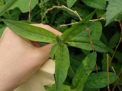 Lysimachia fortunei