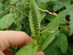 Lysimachia fortunei