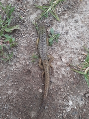 Stenocercus guentheri