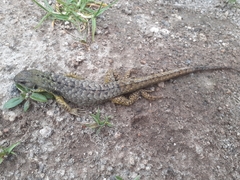 Stenocercus guentheri