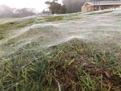 Ostearius melanopygius