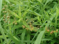 Vincetoxicum pycnostelma