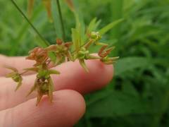 Vincetoxicum pycnostelma