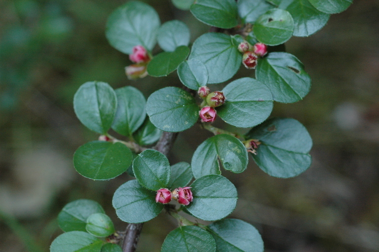 Cotoneaster apiculatus