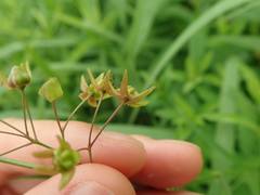 Vincetoxicum pycnostelma