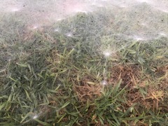 Ostearius melanopygius