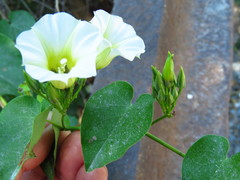 Ipomoea corymbosa