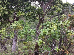 Psychotria mariniana