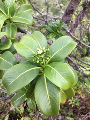 Psychotria mariniana